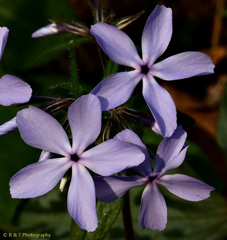 {Phlox divaricata}